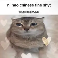 A cute cat with the captions “ni hao chinese fine shyt - 欢迎中国漂亮小姐”